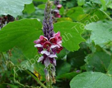 PUERARIA TUBEROSA grow taller