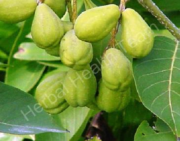 TERMINALIA CHEBULA grow taller