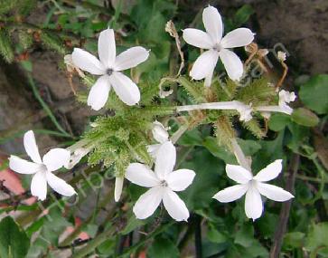  PLUMBAGO ZEYLANICA grow taller