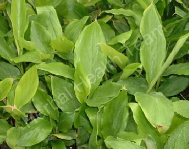 ELETTARIA CARDAMOMUM grow taller